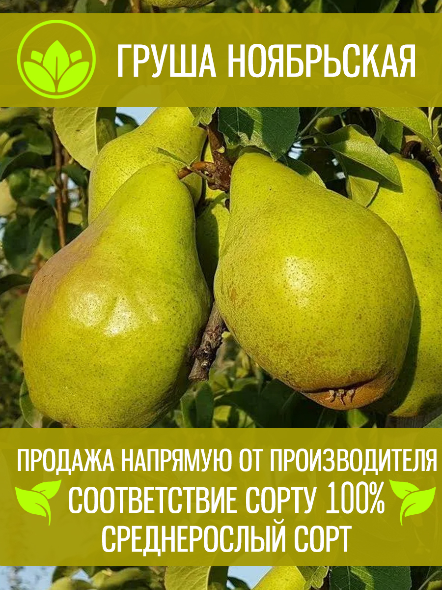 Груша Ноябрьская