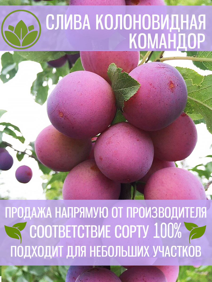 Колоновидная Слива Командор